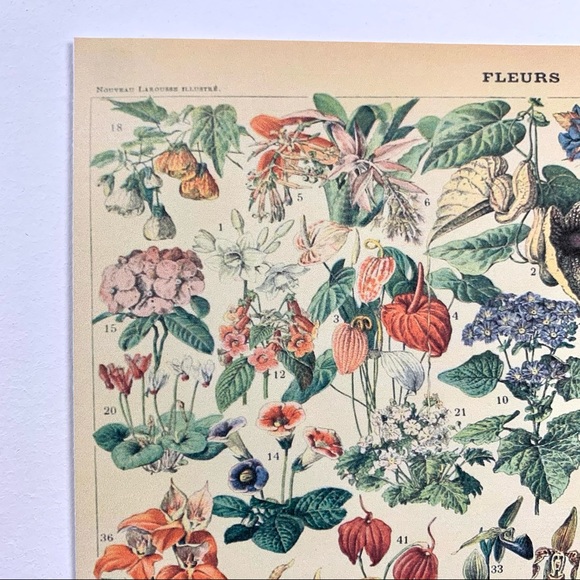 Adolphe Millot 1909 Fleurs Floral Print 2 of 5 - Picture 5 of 7